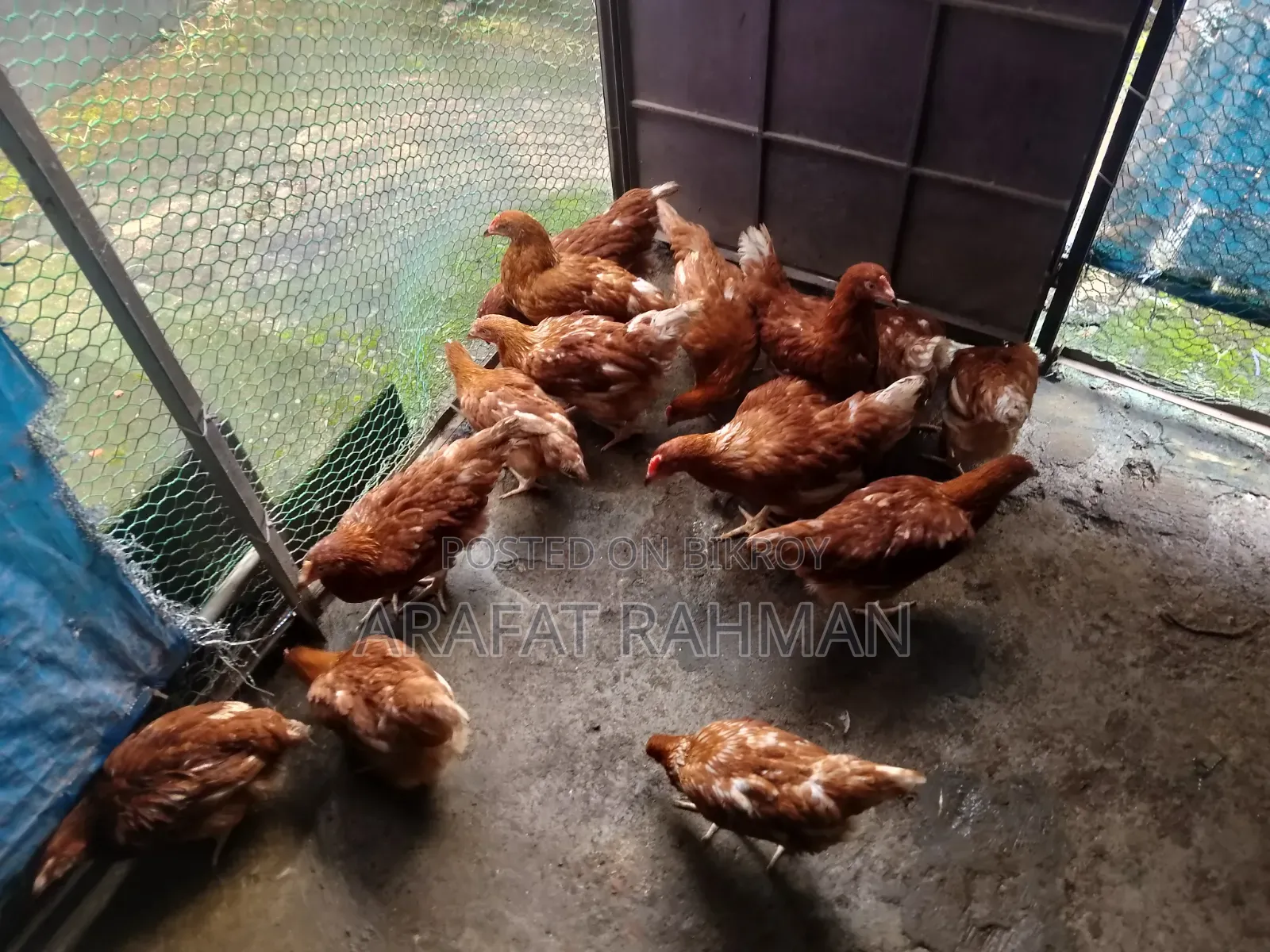 Layer Egg Chicken