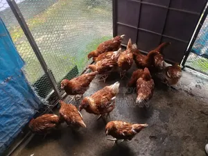 Layer Egg Chicken