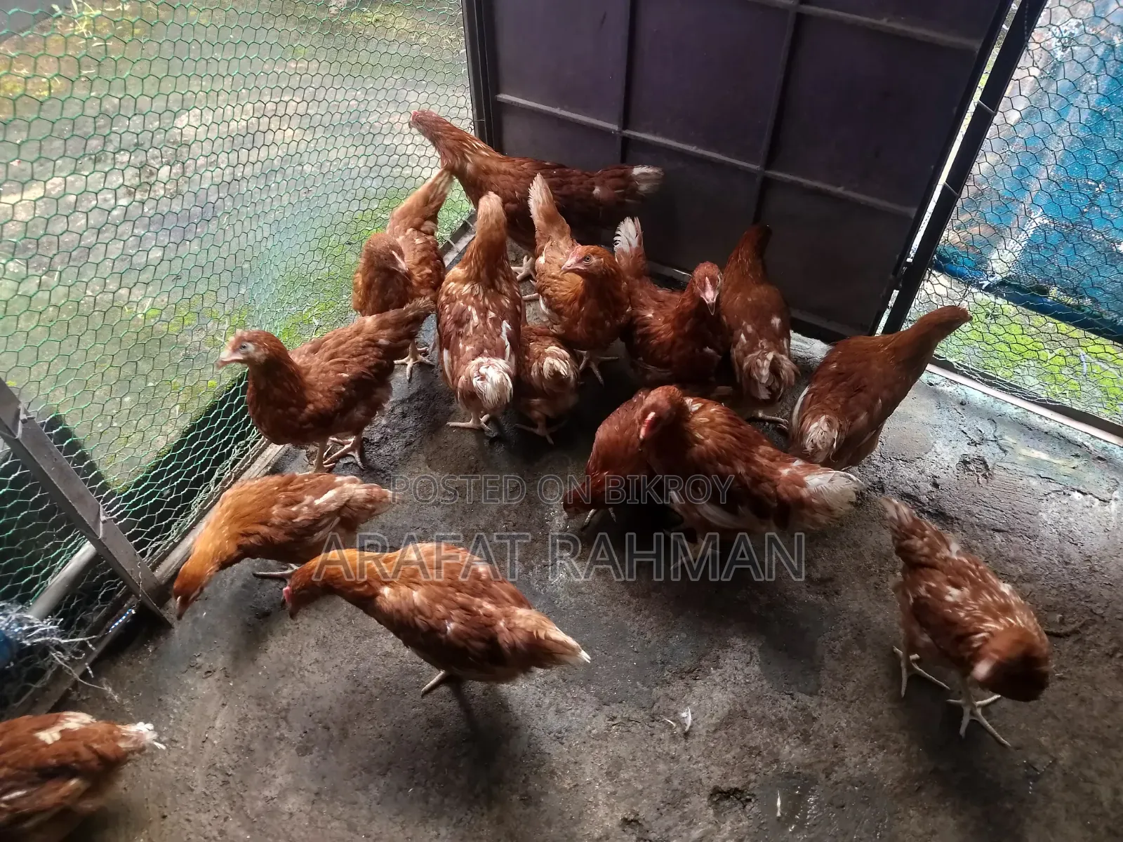 Layer Egg Chicken
