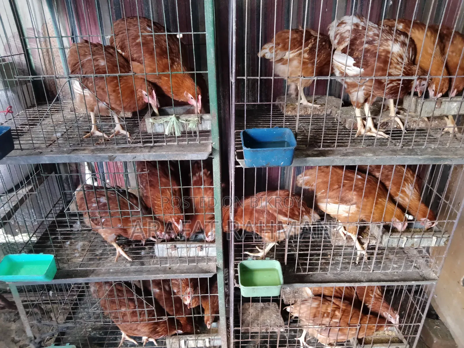 Layer Egg Chicken