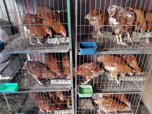 Layer Egg Chicken