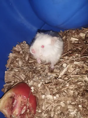 SairenHamster
