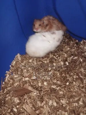SairenHamster