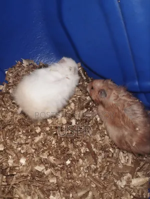 SairenHamster