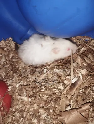 SairenHamster