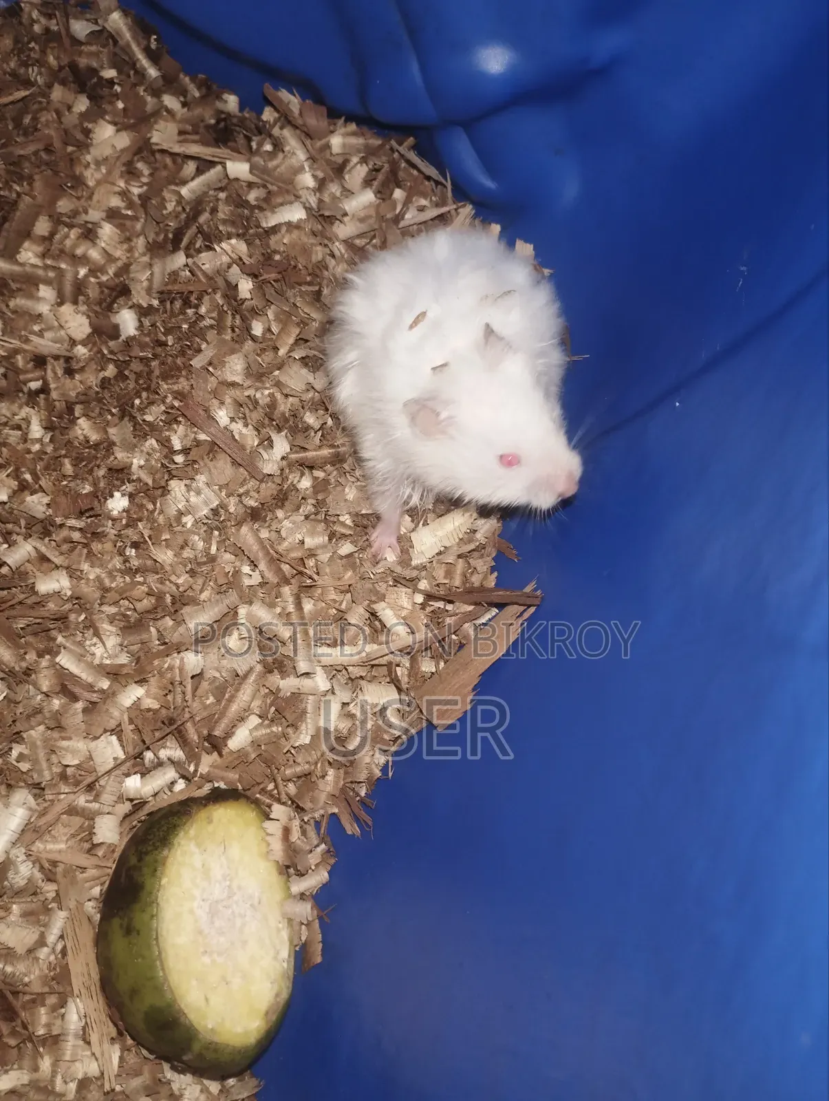 SairenHamster