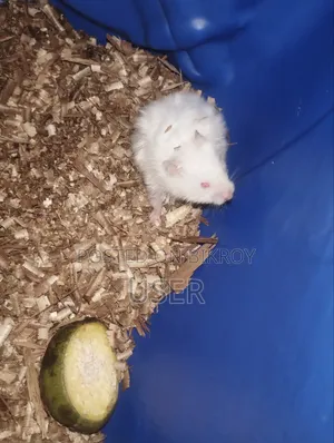 SairenHamster