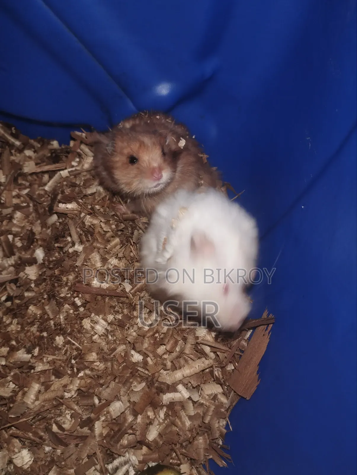 SairenHamster