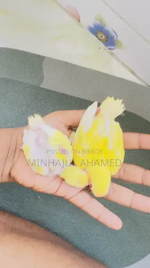 Tame Size Love Bird Baby