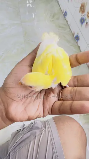 Tame Size Love Bird Baby