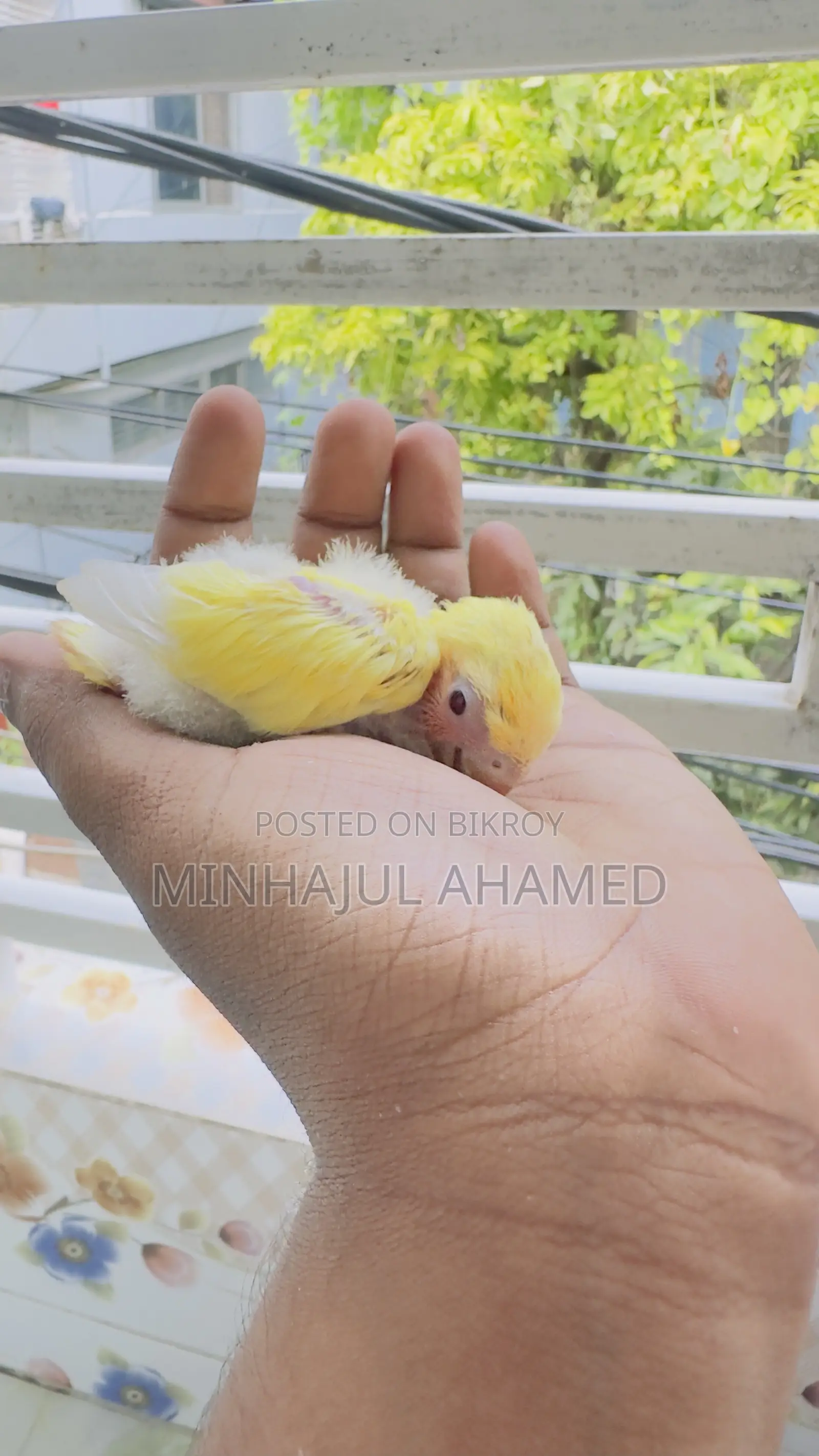 Tame Size Love Bird Baby