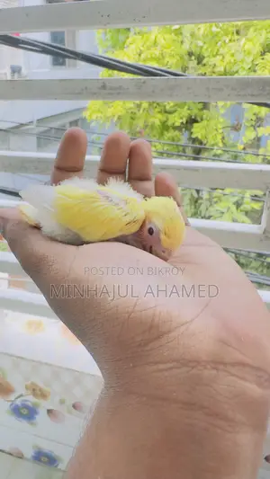 Tame Size Love Bird Baby