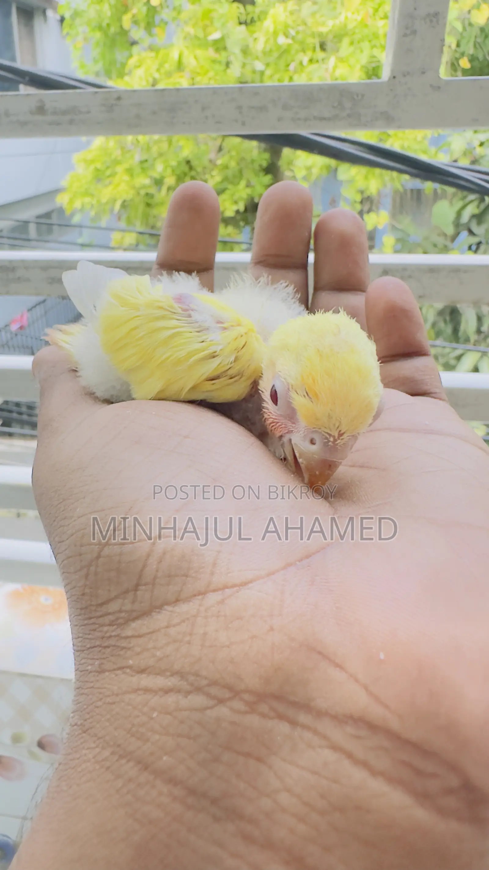 Tame Size Love Bird Baby