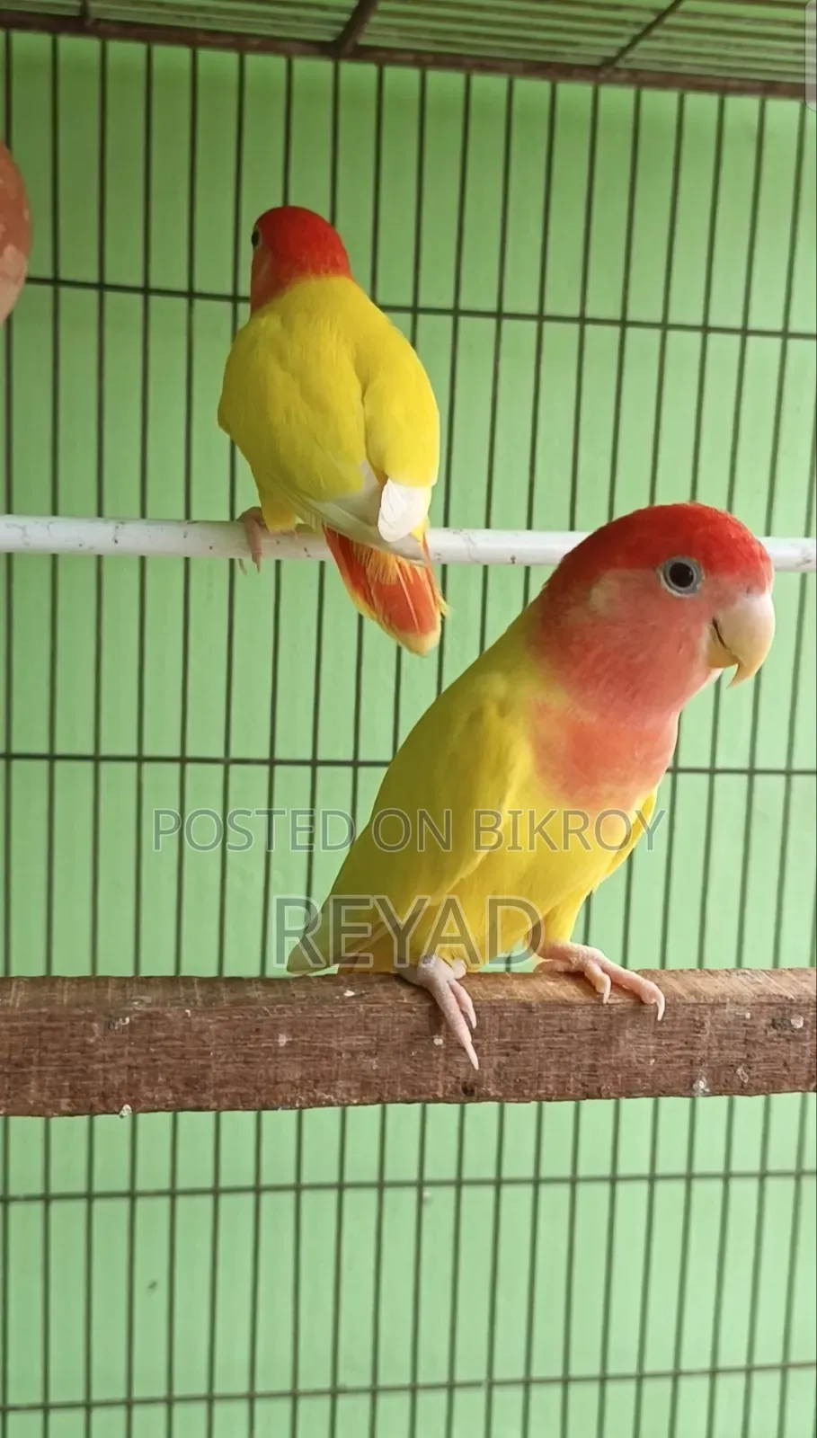 লুটিন অপালাইন রেড আই লাভ বার্ড।