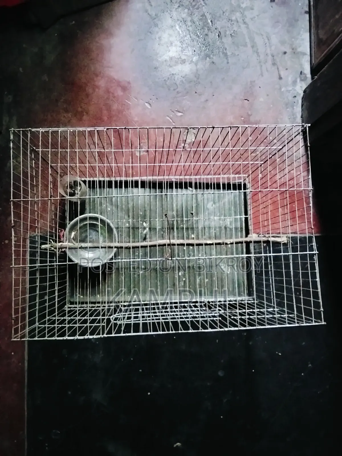 The cage is relatively fresh.