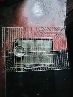 The cage is relatively fresh.
