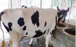 1631 No. Heifer of improved breed.