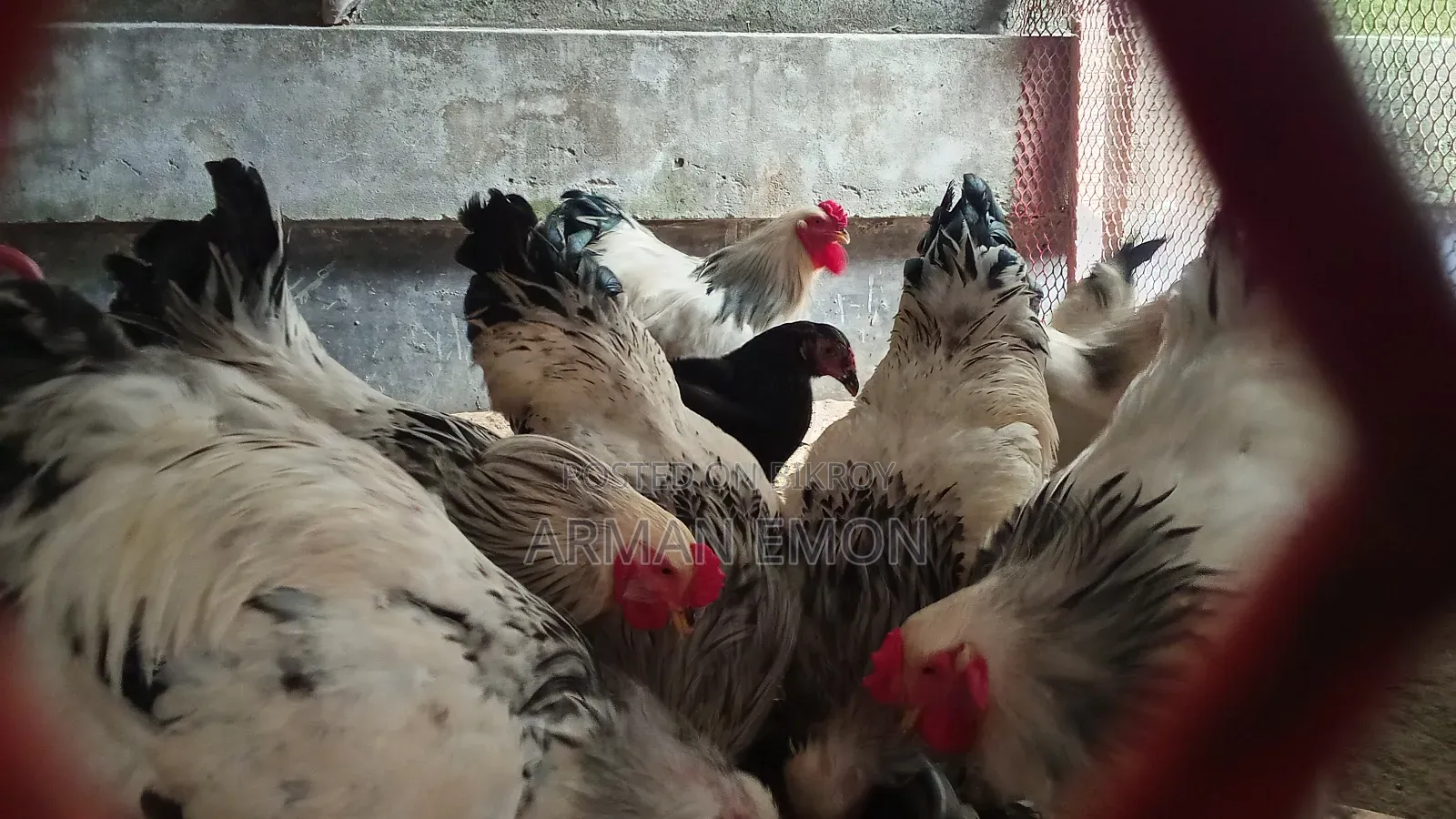 Farm Fresh Chick Burma