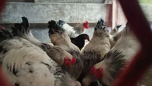 Farm Fresh Chick Burma