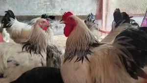 Farm Fresh Chick Burma