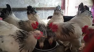 Farm Fresh Chick Burma