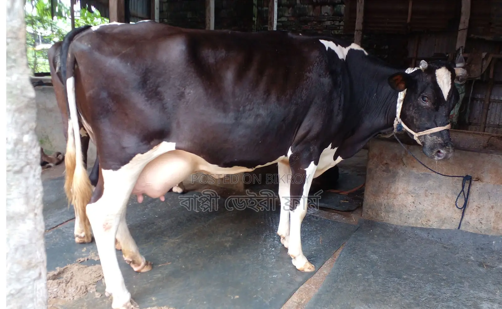 Cow number 1632 will be sold.