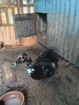 Large Muscovy Duck