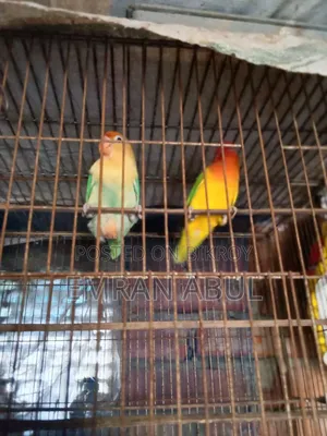 A Pair Of Lovebirds