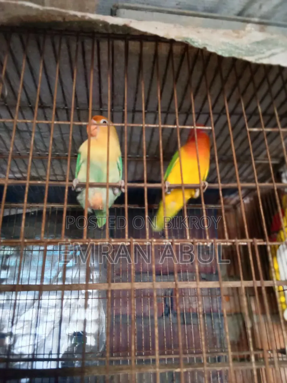 A Pair Of Lovebirds