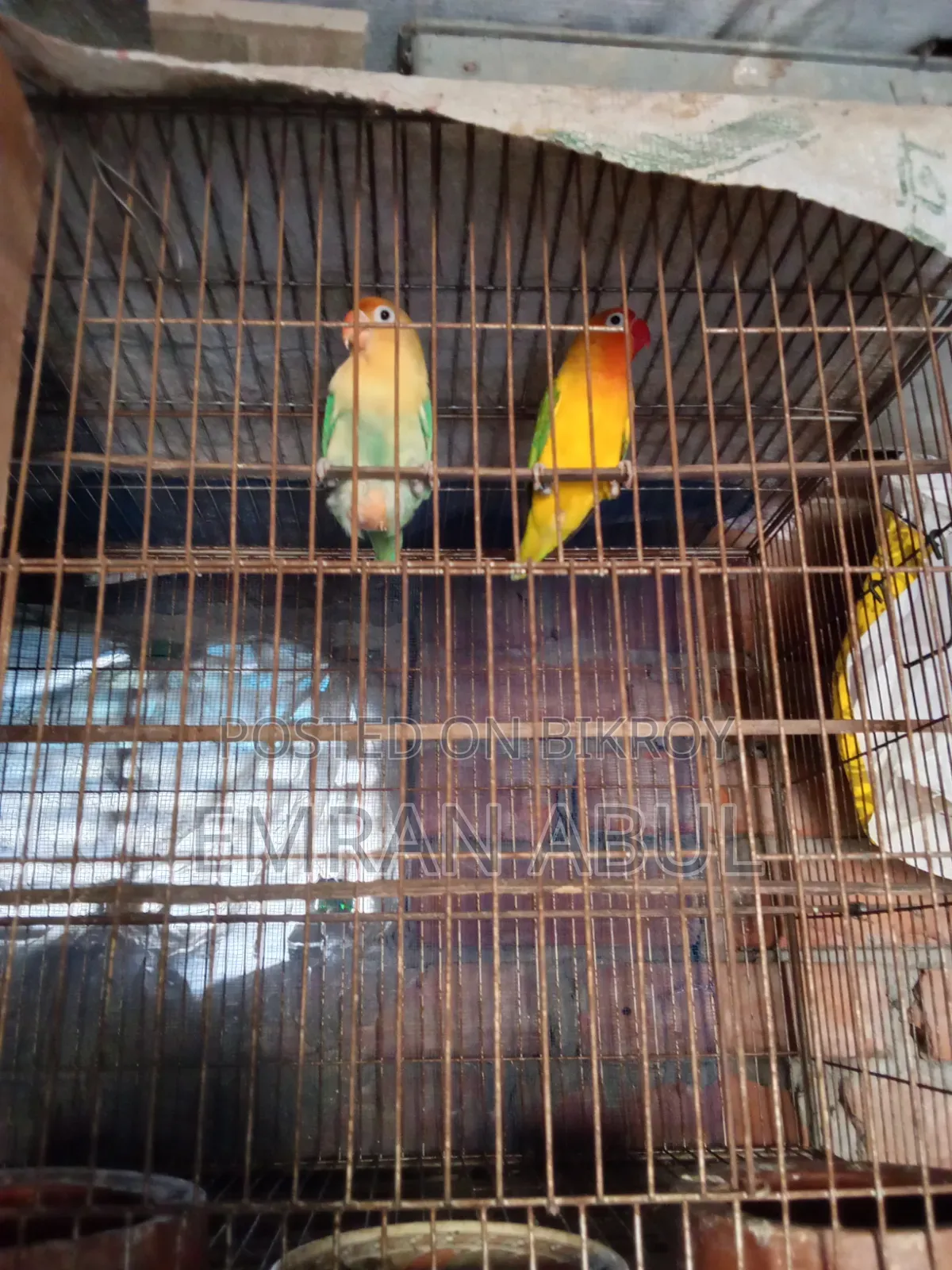 A Pair Of Lovebirds