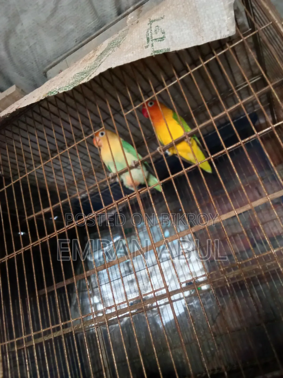 A Pair Of Lovebirds