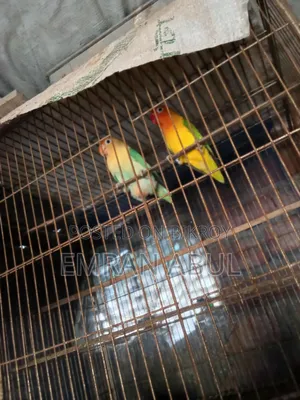 A Pair Of Lovebirds