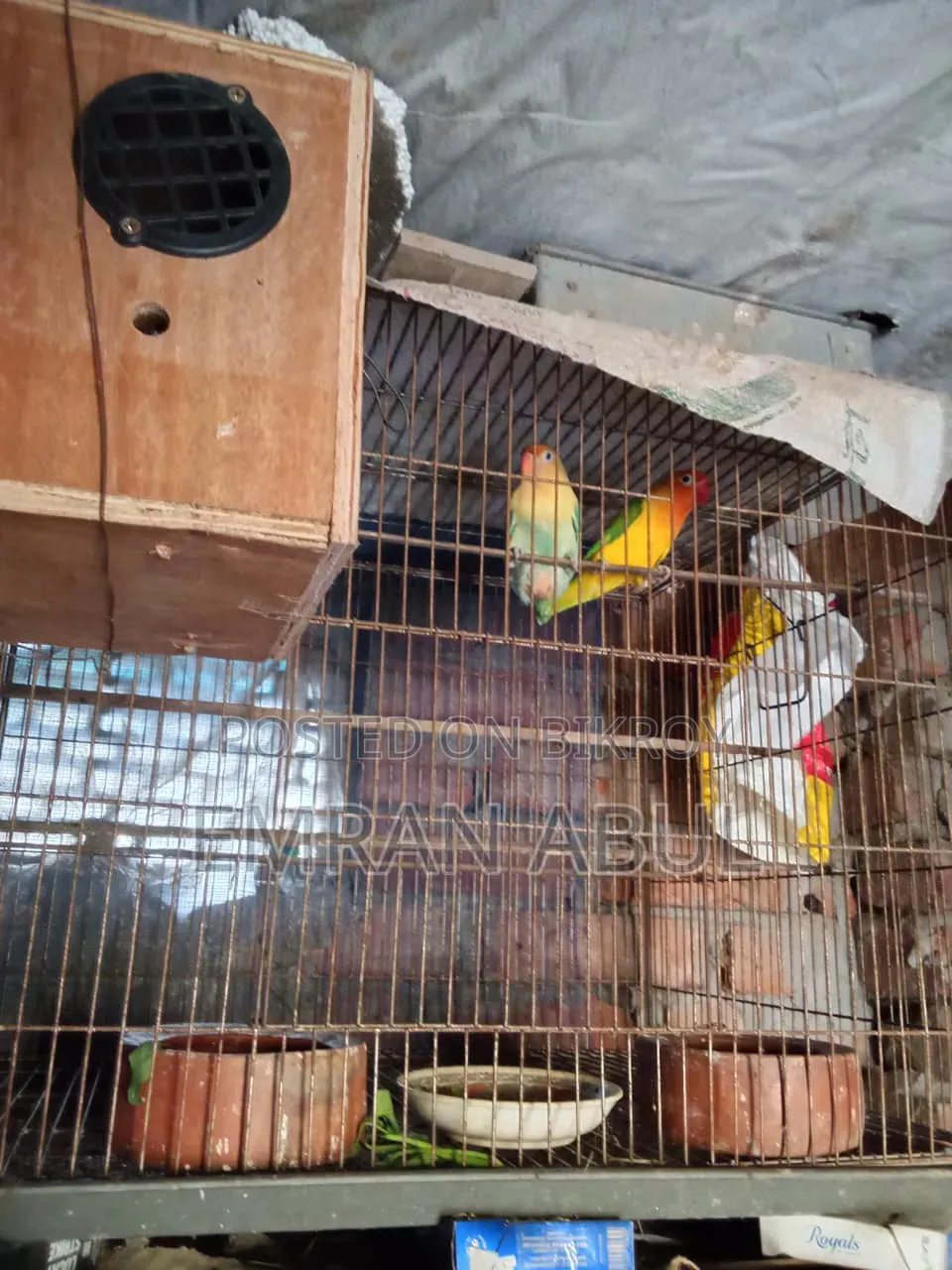 A Pair Of Lovebirds