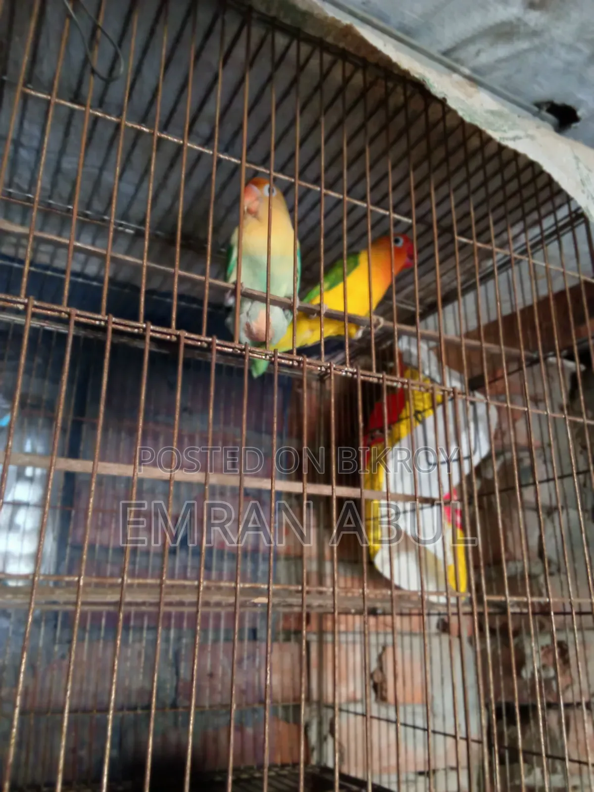 A Pair Of Lovebirds