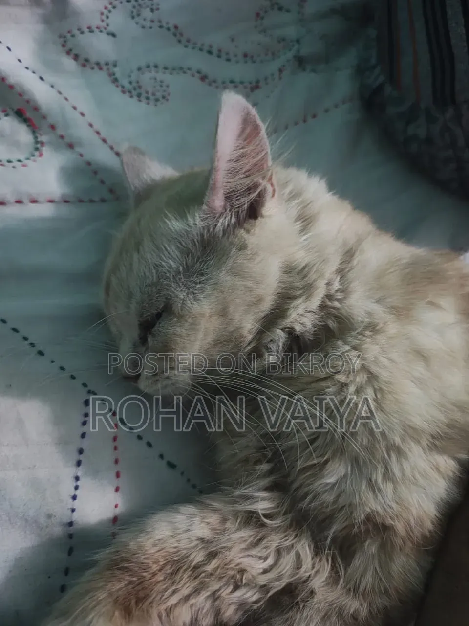 3-6 Months Male Purebred Persian