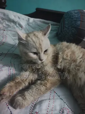 3-6 Months Male Purebred Persian