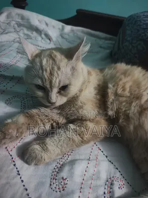 3-6 Months Male Purebred Persian