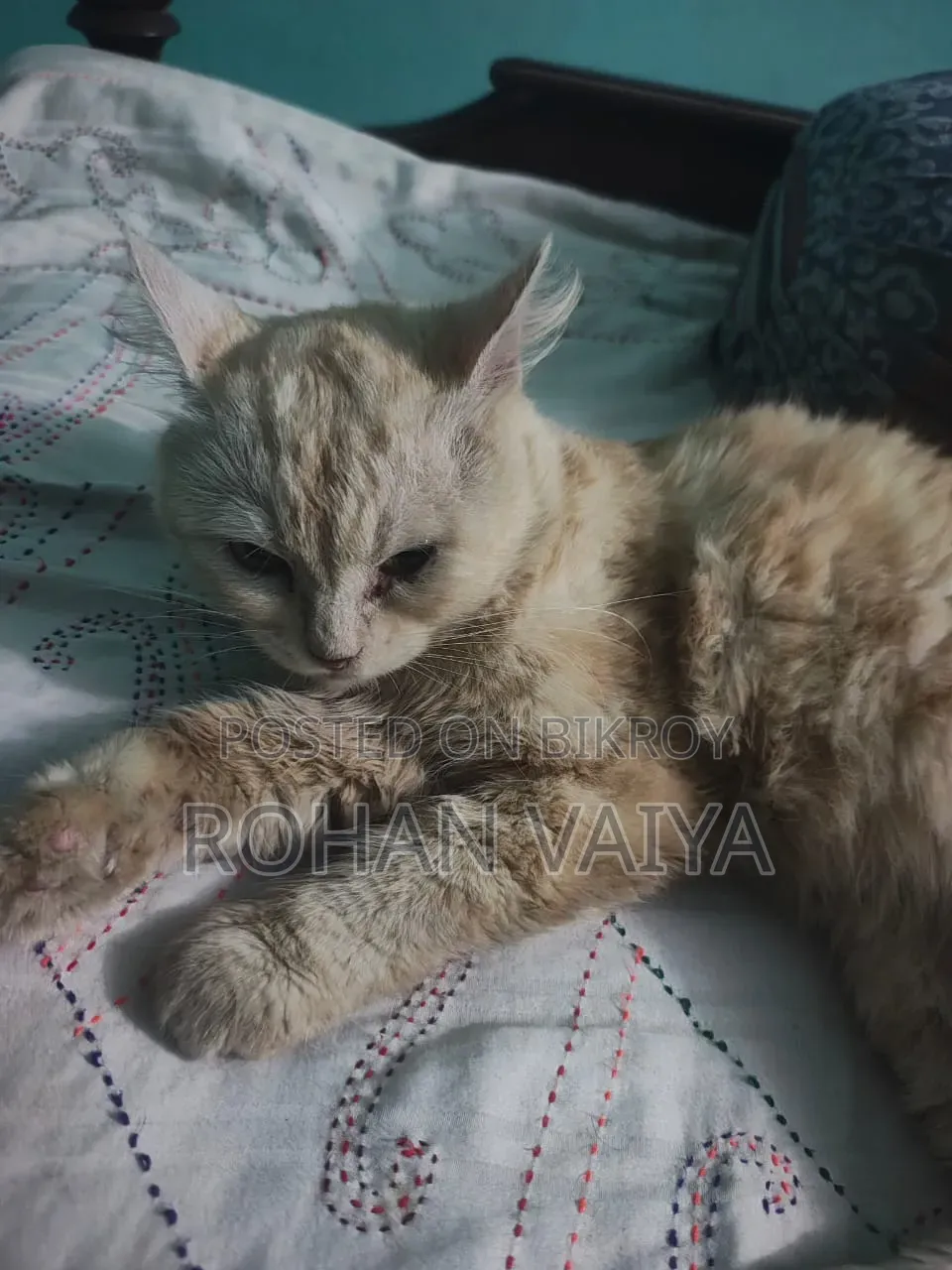 3-6 Months Male Purebred Persian