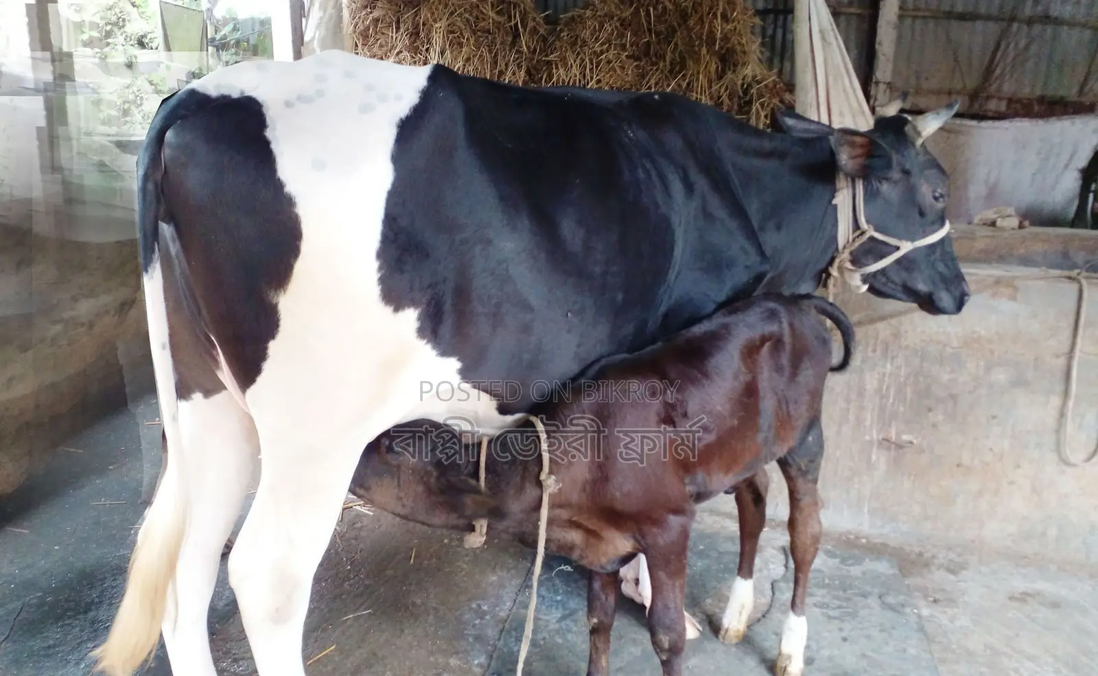 Cow number 1633.