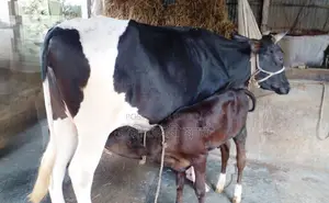 Cow number 1633.