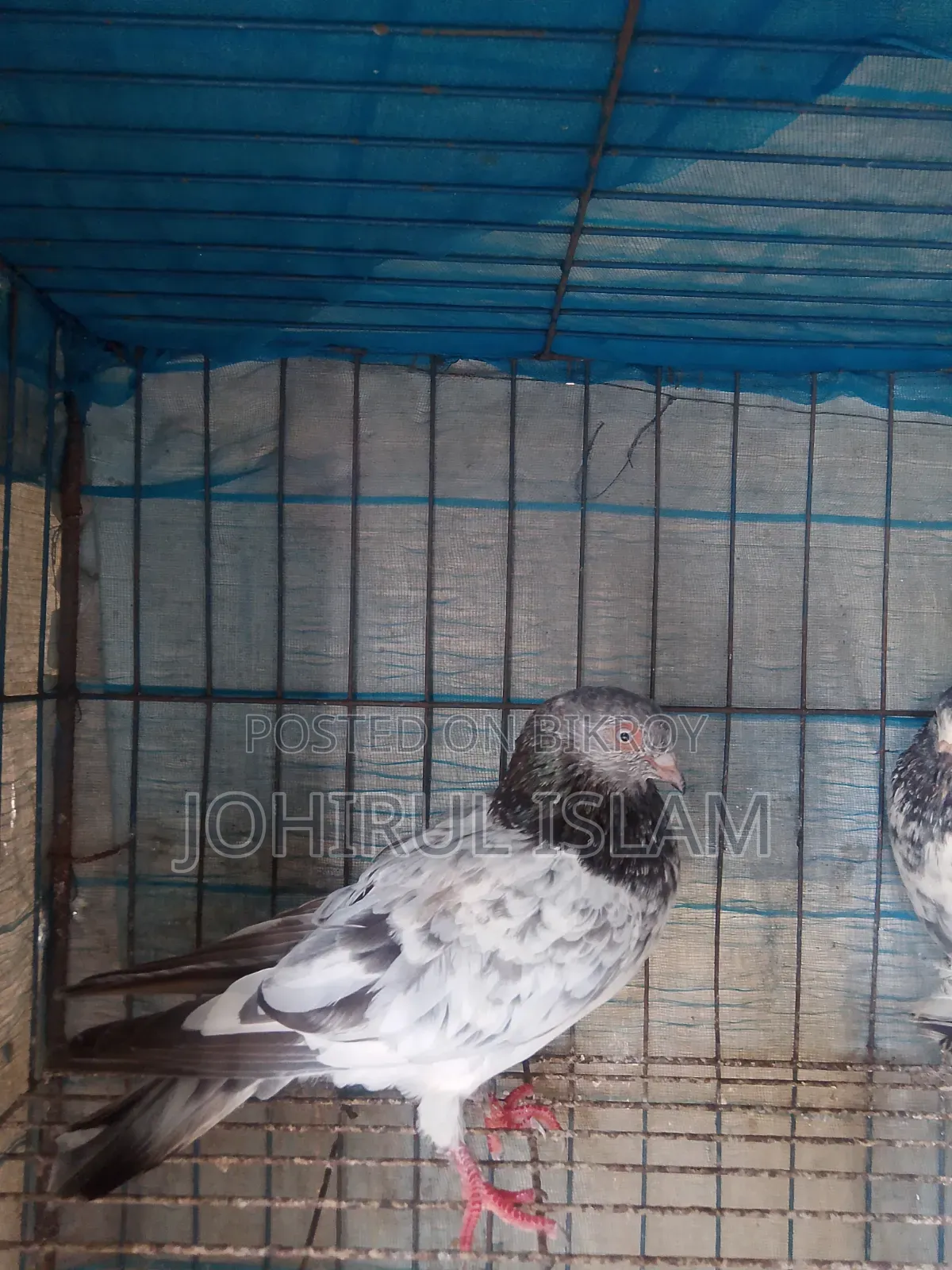 Female Pigeon
