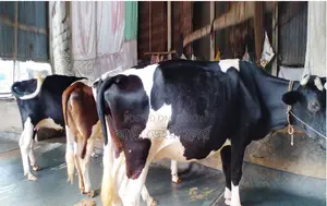 3 dairy cows will be sold, serial no. 1634.