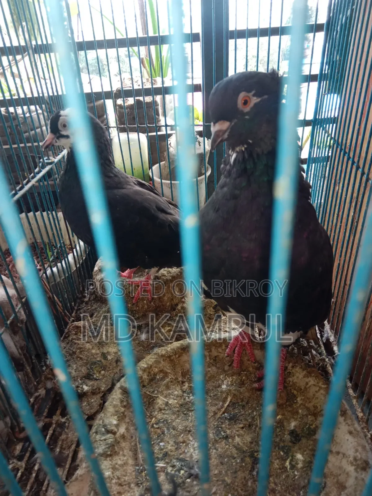 Running pigeons will be sold.