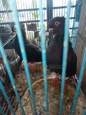Running pigeons will be sold.