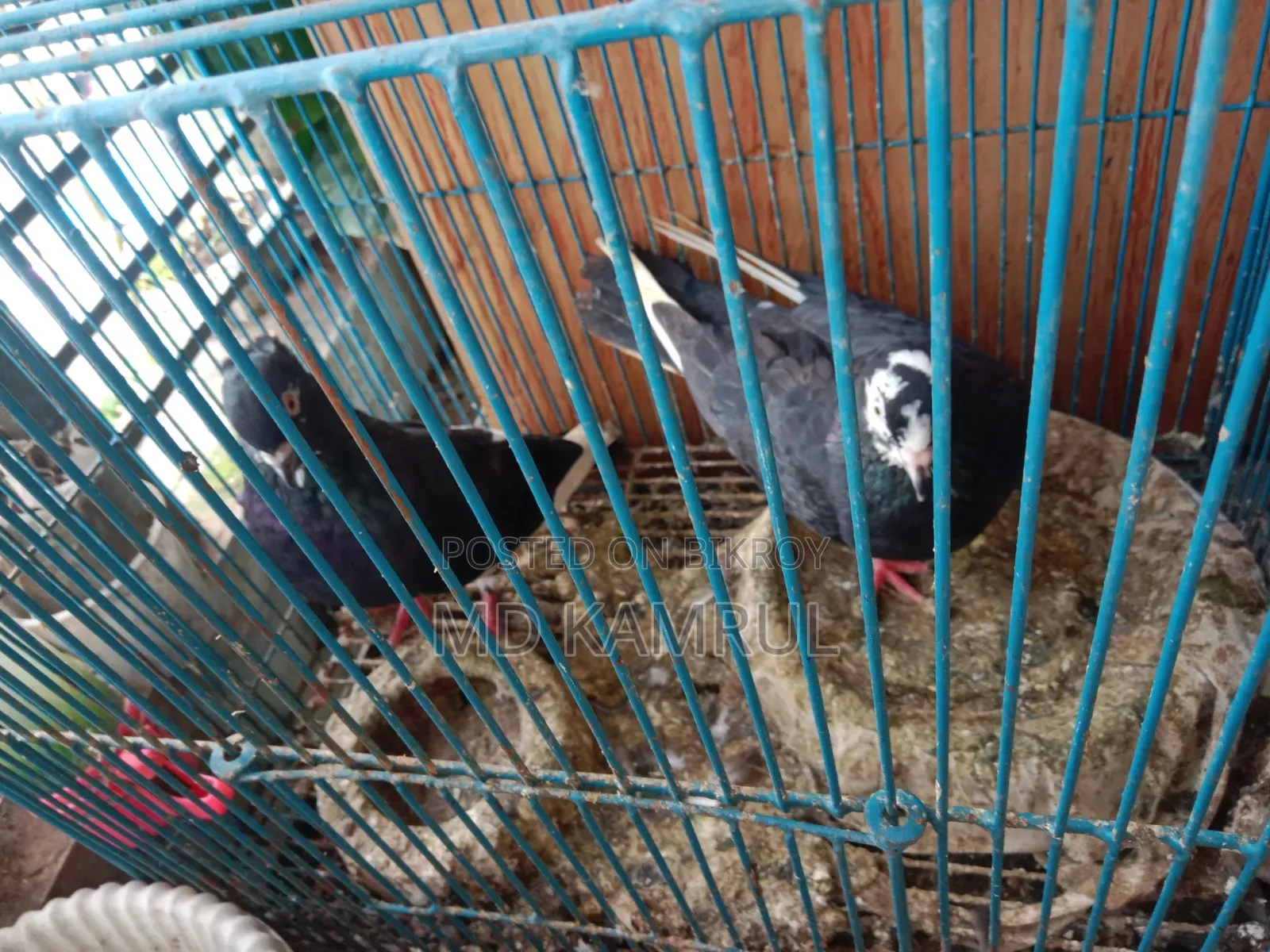 Running pigeons will be sold.