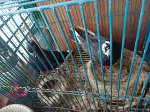 Running pigeons will be sold.