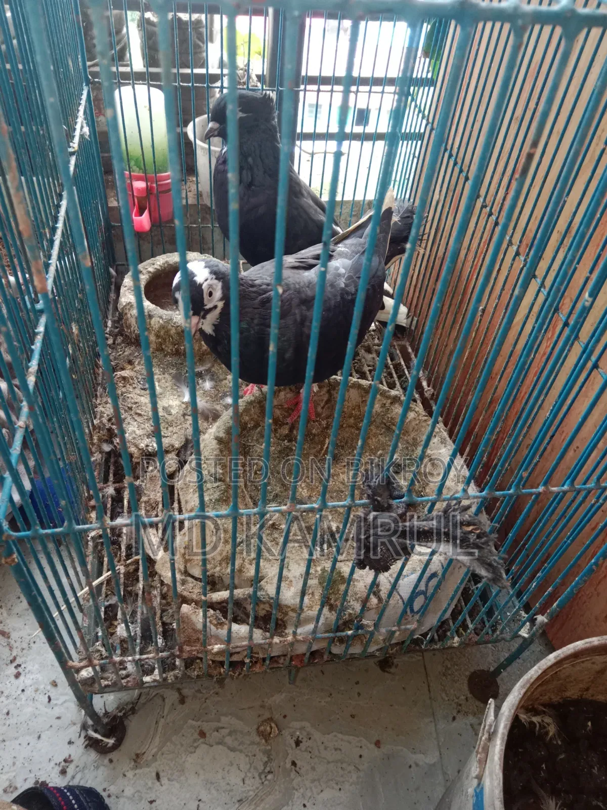 Running pigeons will be sold.
