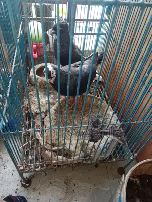 Running pigeons will be sold.