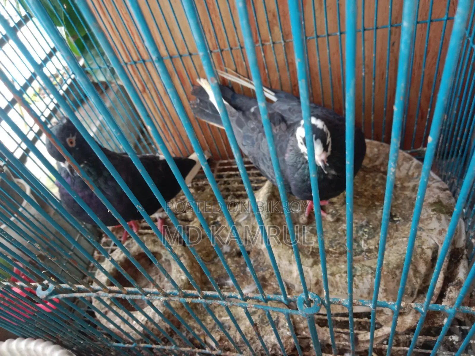 Running pigeons will be sold.