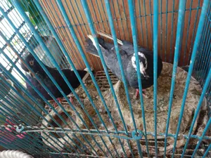 Running pigeons will be sold.